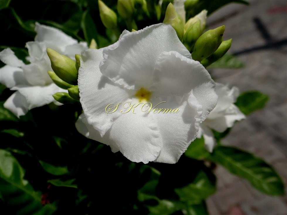  Flower with double corolla